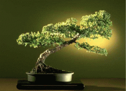 Download Bonsai Gallery Screensaver Collection