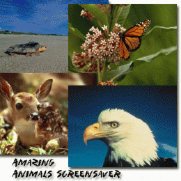 Download Amazing Animals Screen Saver