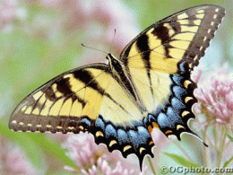 Download Butterflies of North America Screen Saver and Wallpaper