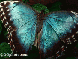 Download Butterflies of the World Screen Saver and Wallpaper